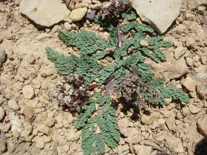 Cymopterus nivalis — houseplant care guide