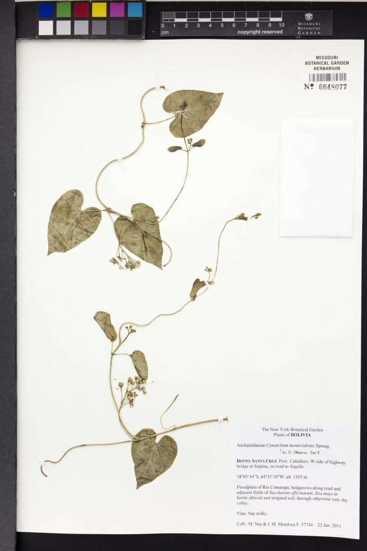 Cynanchum montevidense other