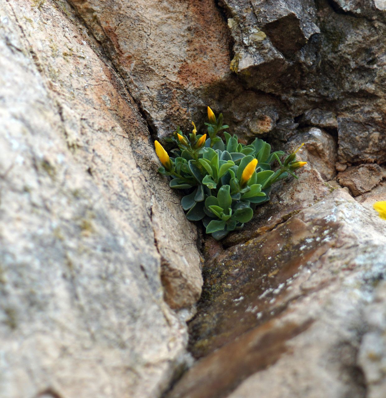 Linum arboreum habit