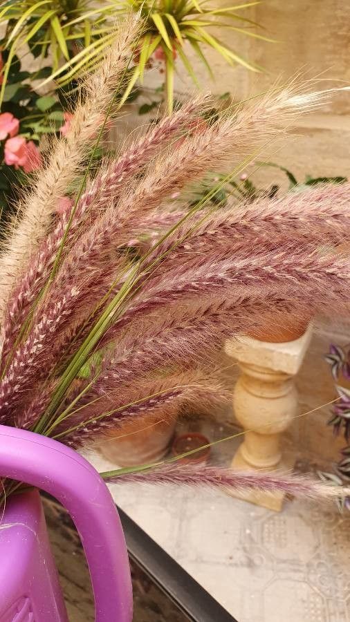 Chloris roxburghiana — houseplant care guide