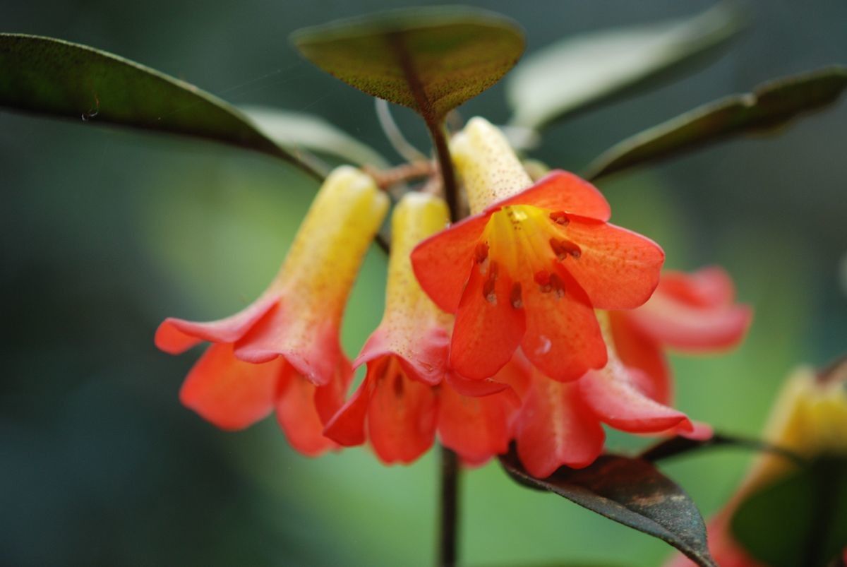 Rhododendron lamrialianum flower