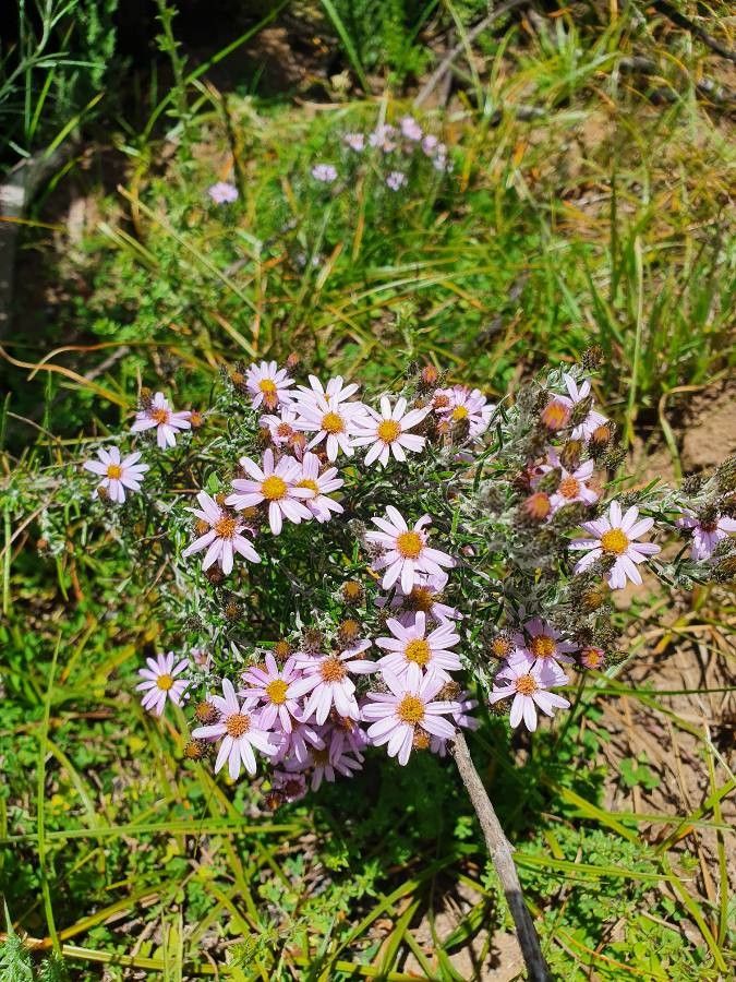 Senecio roseiflorus flower
