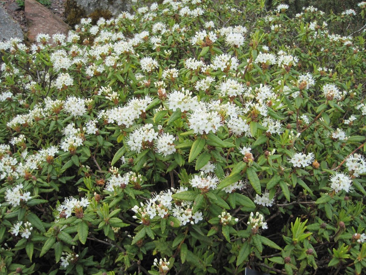 Rhododendron tolmachevii flower