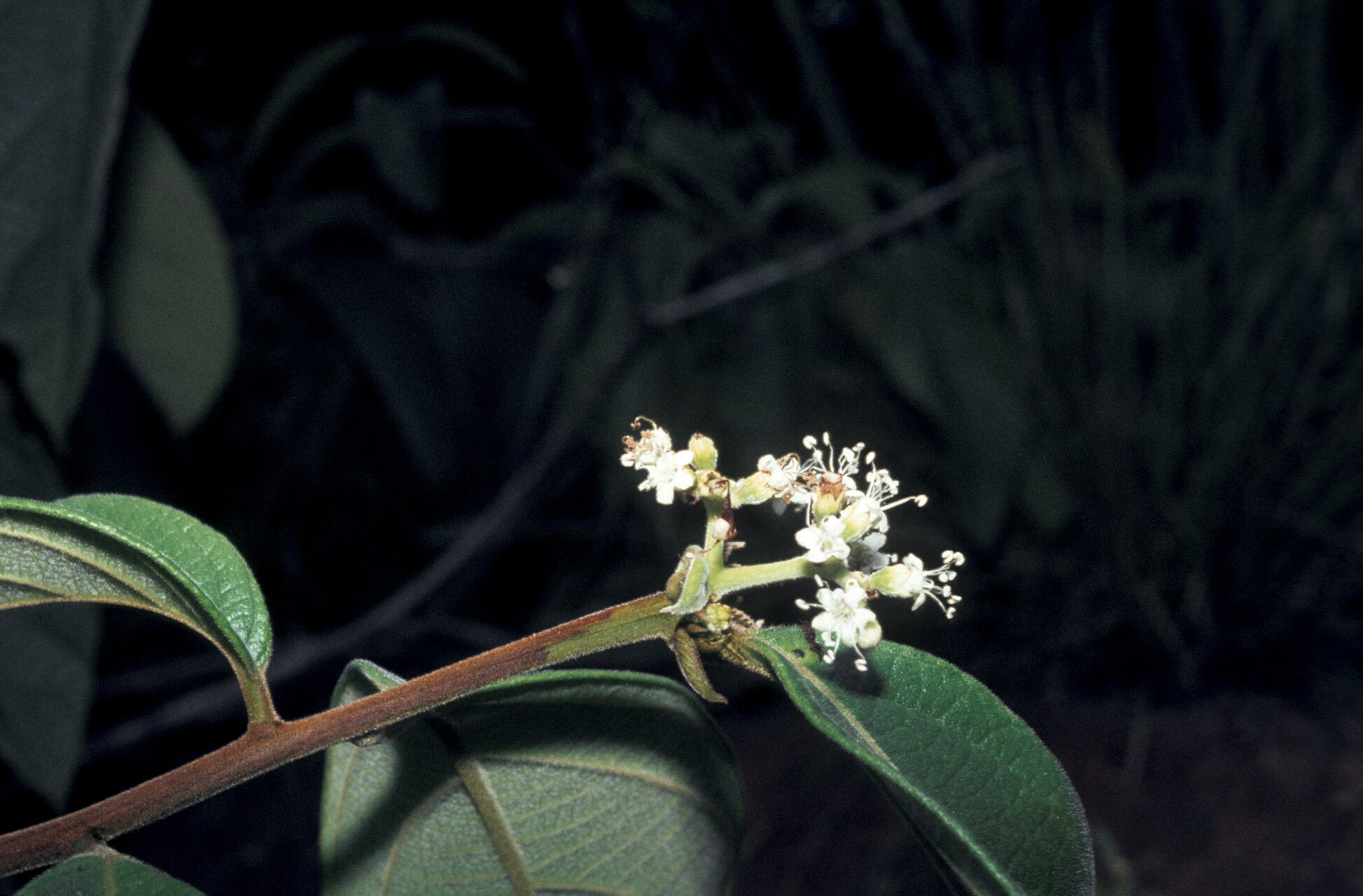 Cordia fulva flower