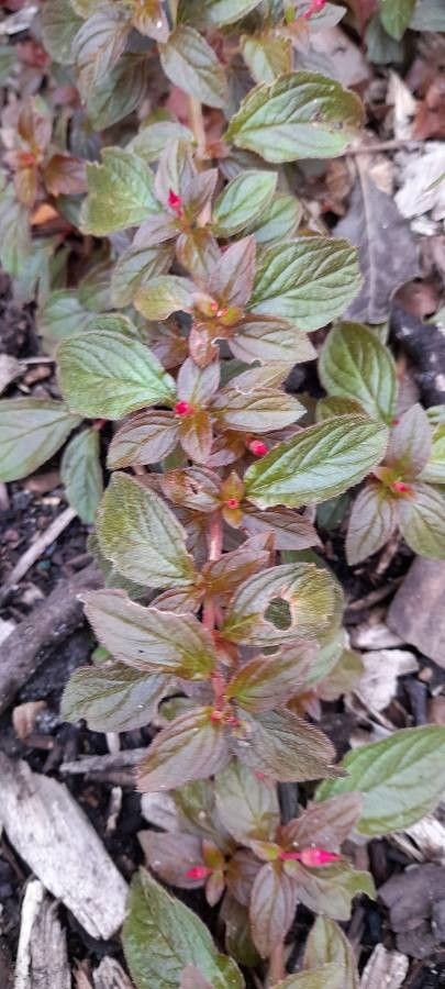 Centradenia floribunda leaf