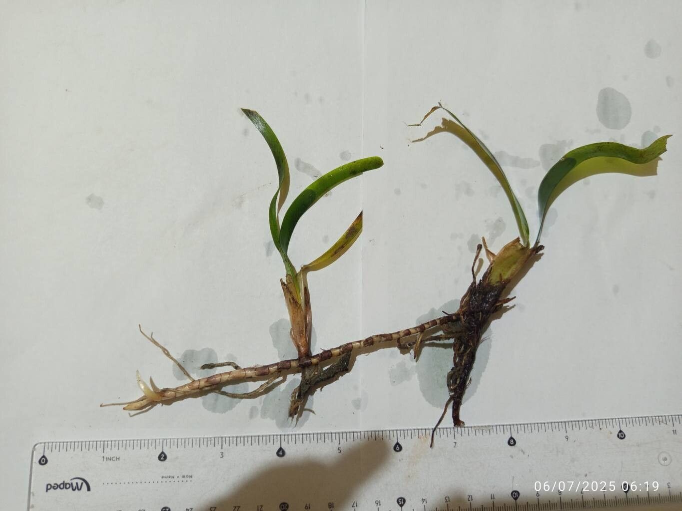 Maxillaria humilis bark