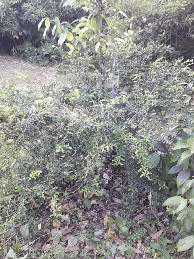 Triphasia trifolia habit