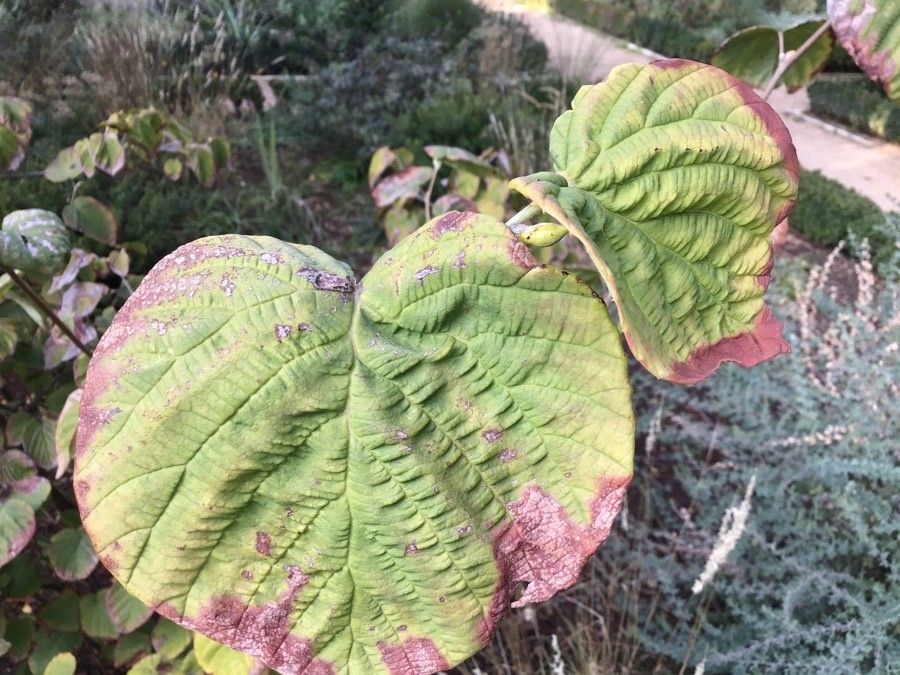 Corylopsis spicata leaf