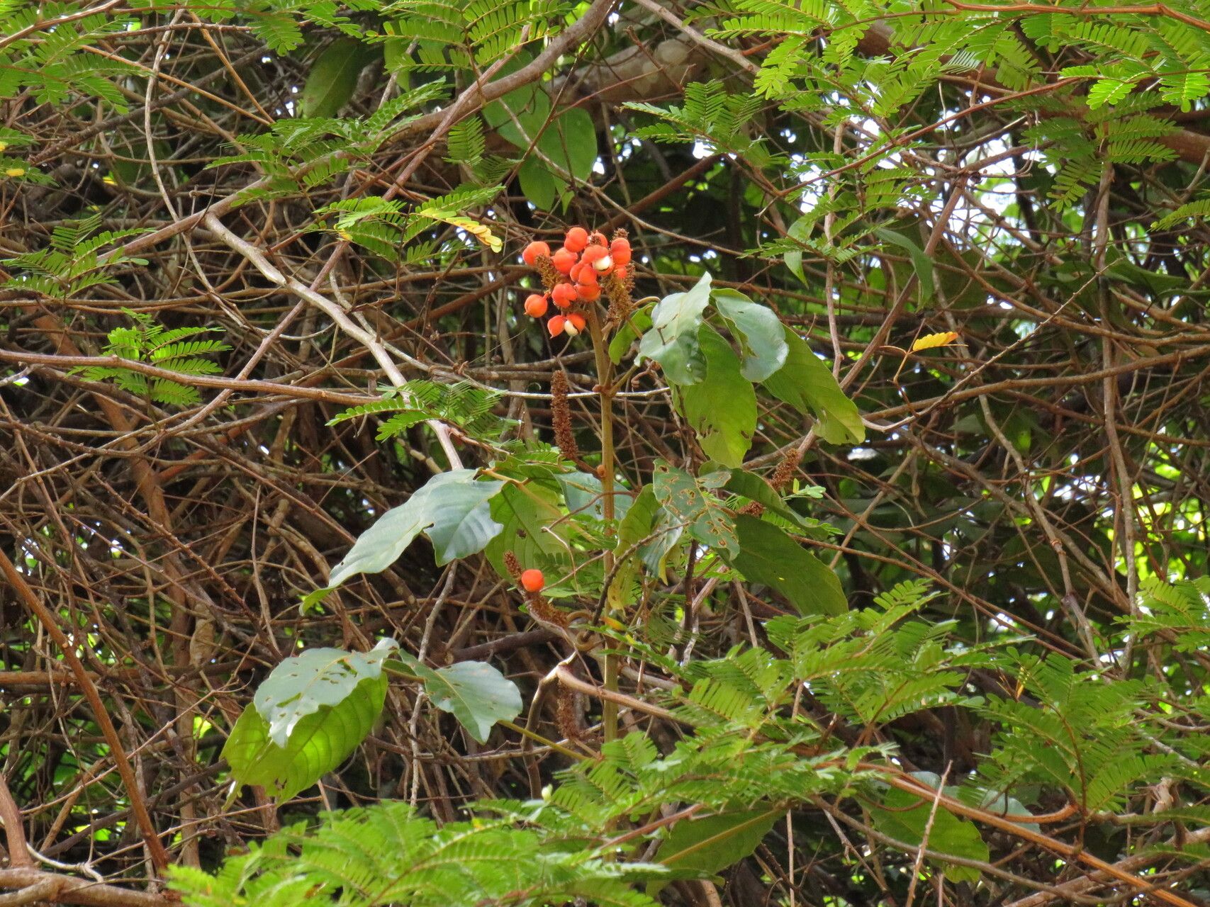 Paullinia stellata habit