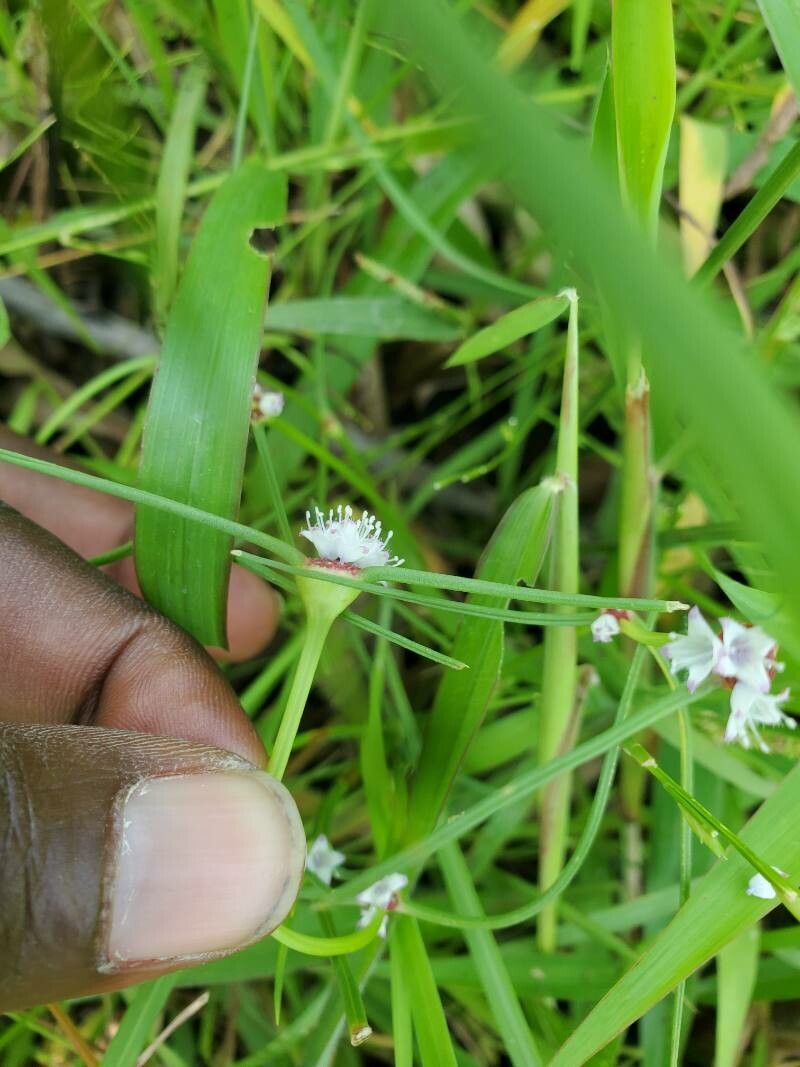 Spermacoce filifolia leaf