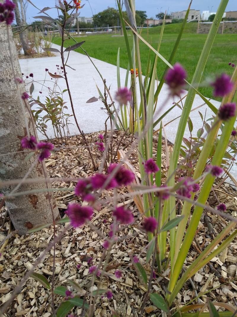 Alternanthera porrigens — search result for 'Alternanthera'