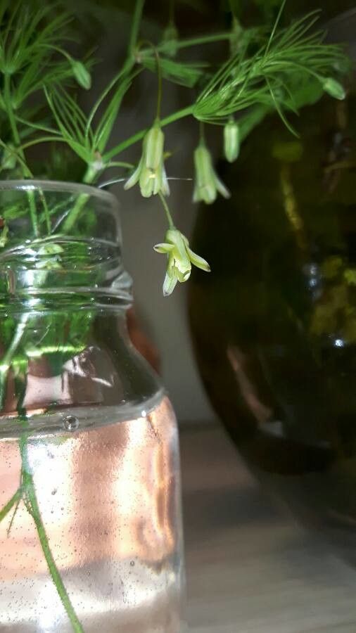 Asparagus tenuifolius flower