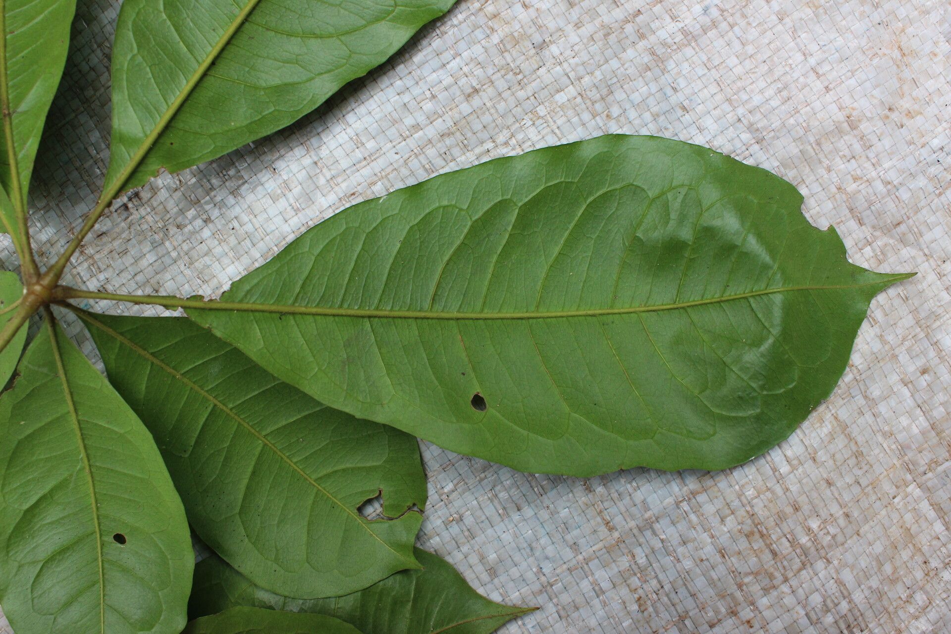 Bombax brevicuspe leaf