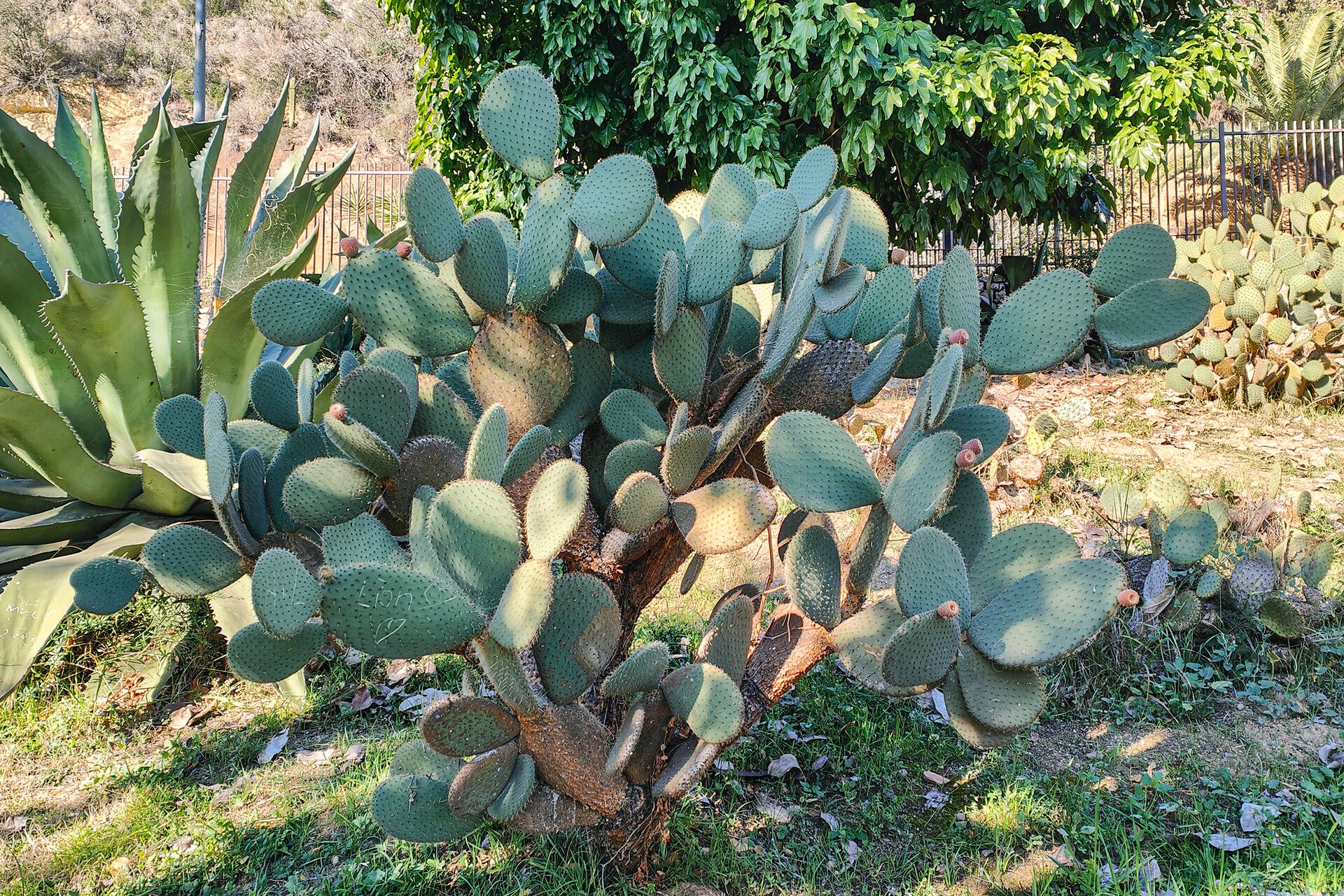 Opuntia durangensis habit