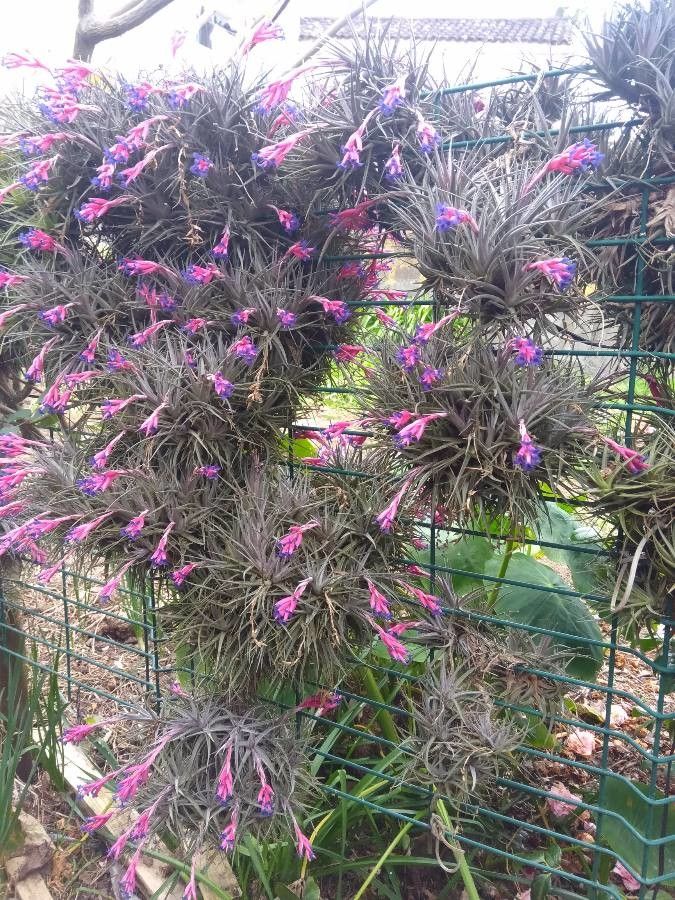 Tillandsia recurvata flower