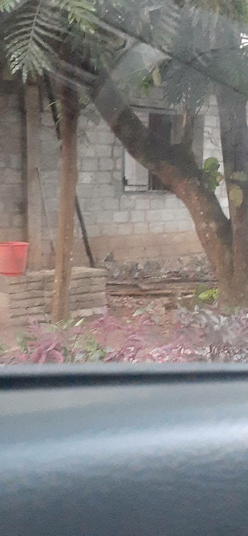 Filicium decipiens bark