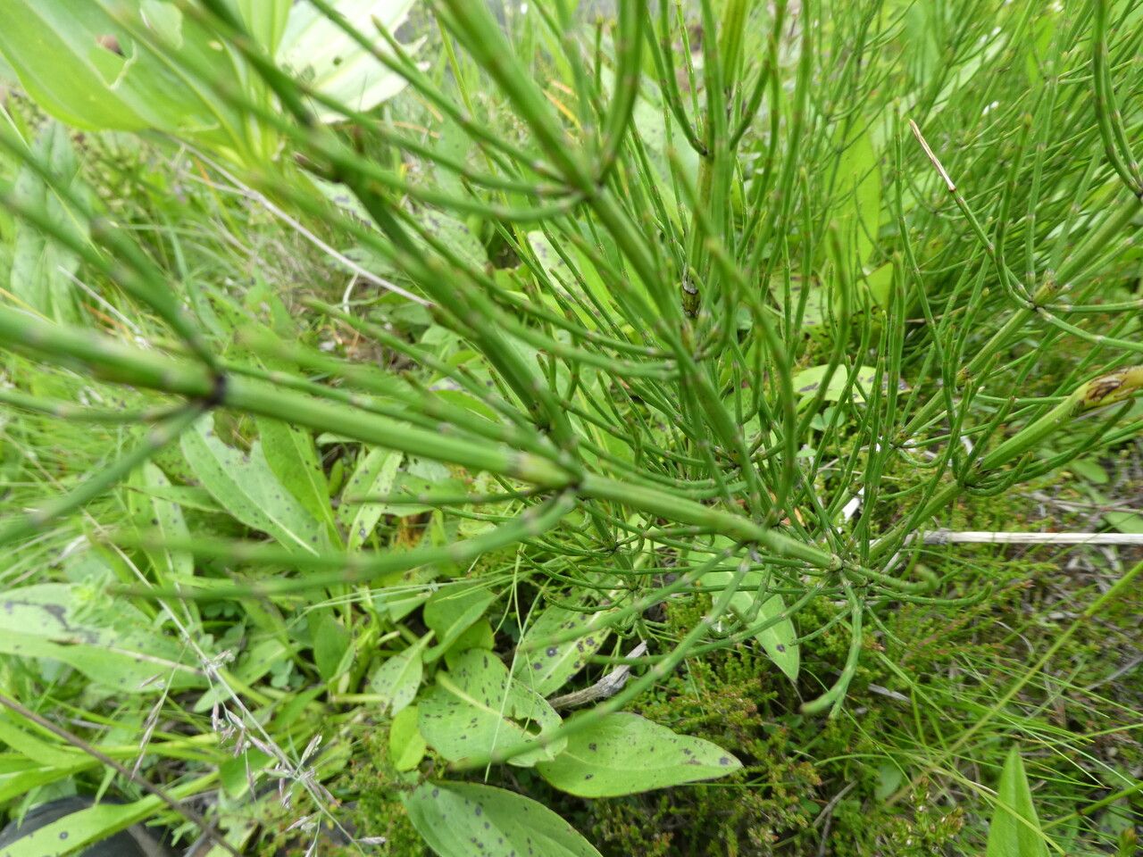 Equisetum palustre — flood tolerant houseplant