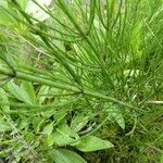 Equisetum palustre