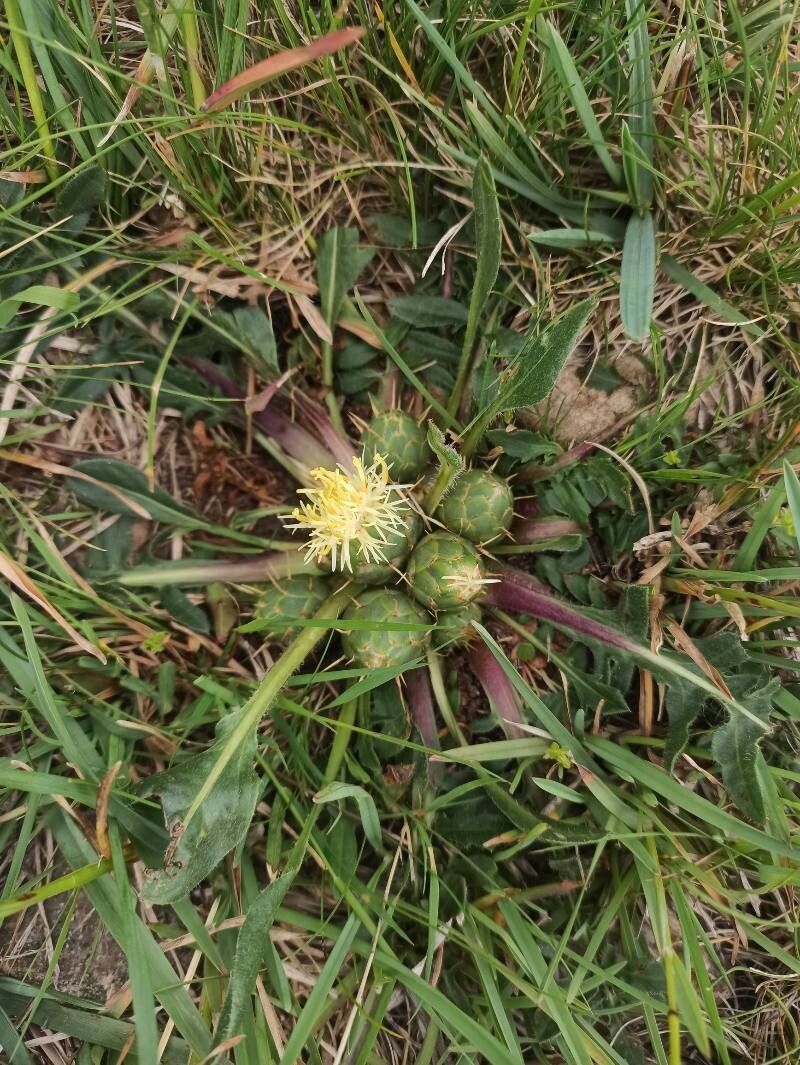 Centaurea lagascana — houseplant care guide