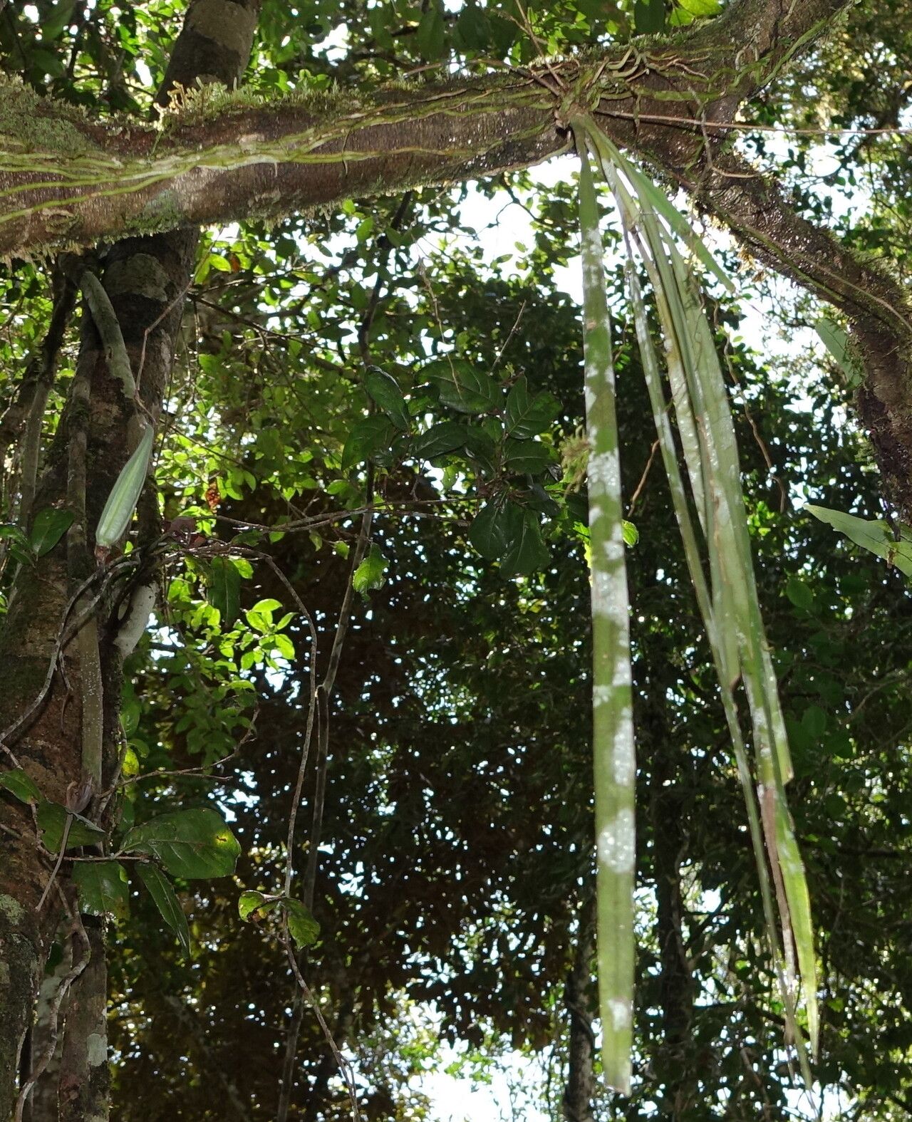 Aeranthes peyrotii — houseplant care guide