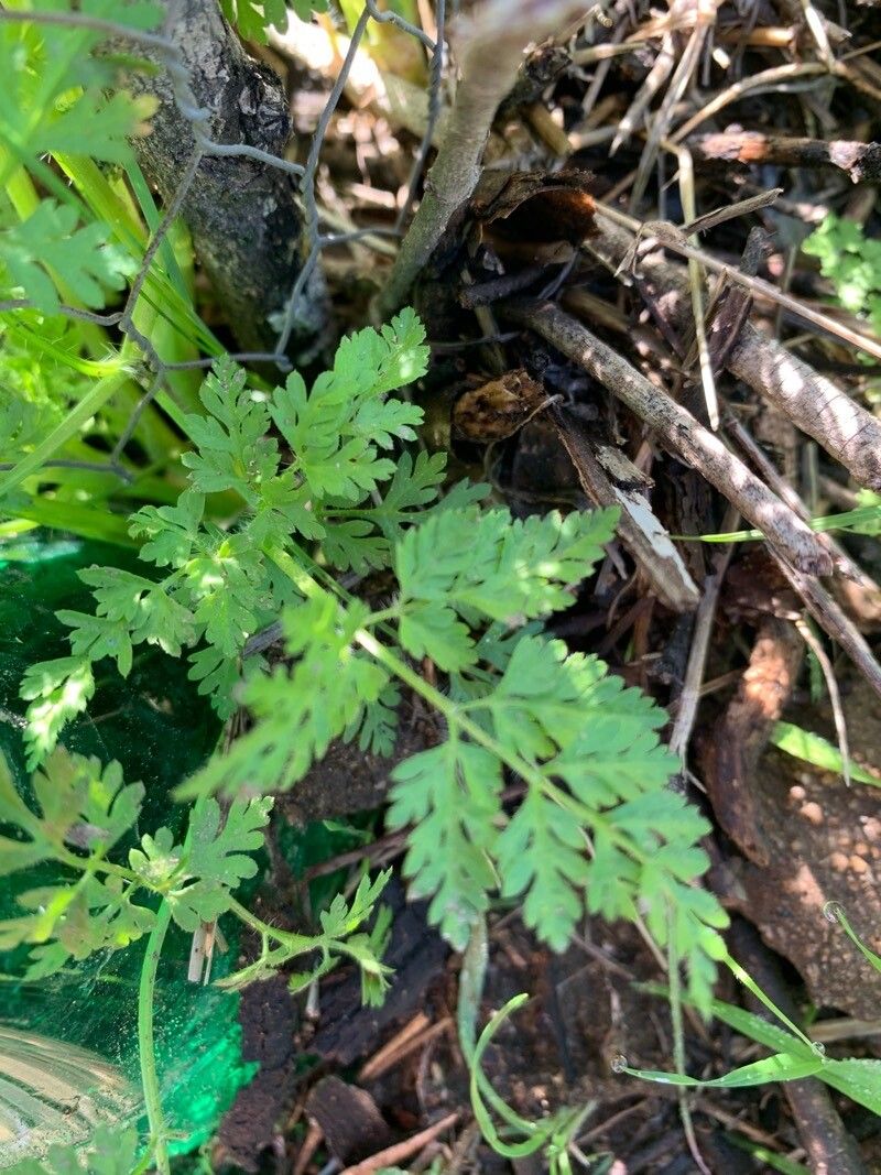 Chaerophyllum tainturieri leaf