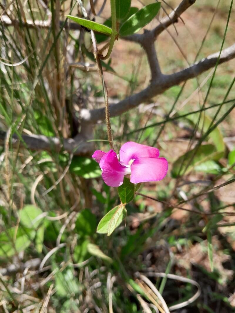 Vigna angivensis flower