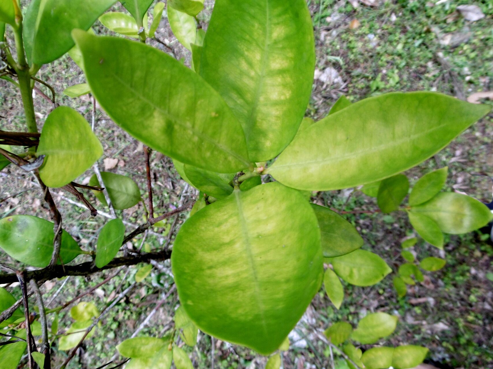 Coffea millotii — search result for 'Coffea'