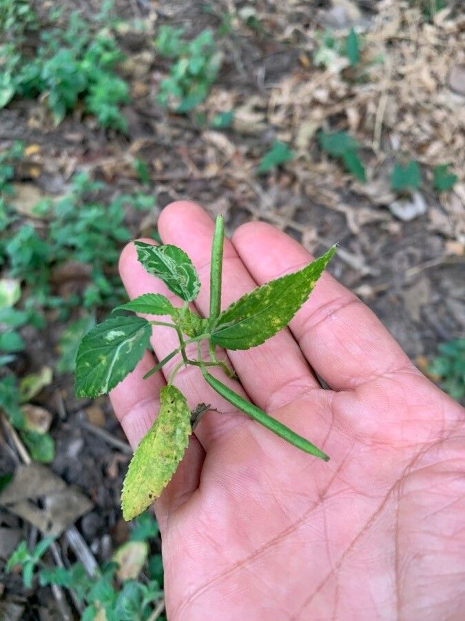 Corchorus siliquosus fruit