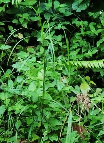 Scleria ciliaris fruit