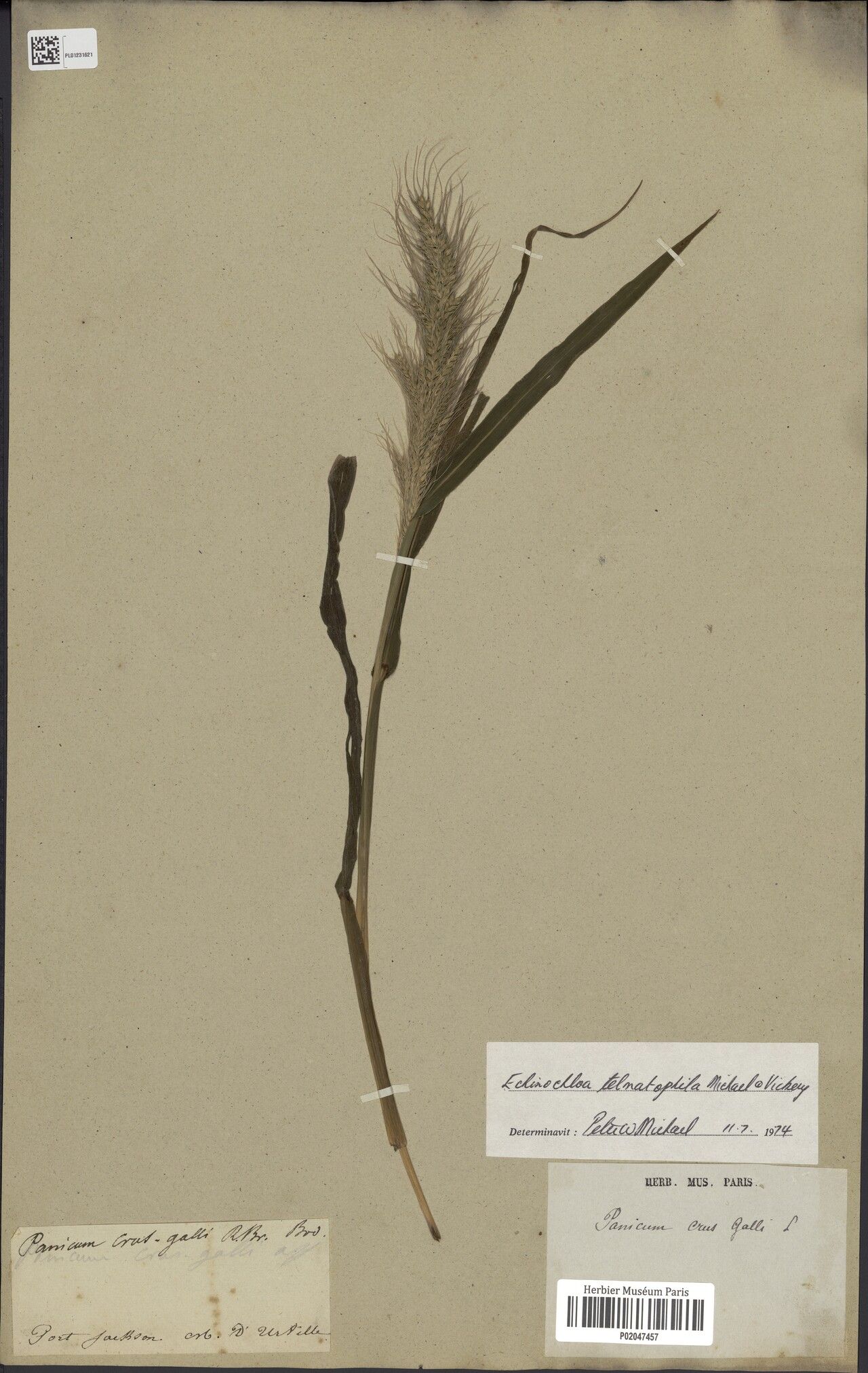 Echinochloa telmatophila fruit