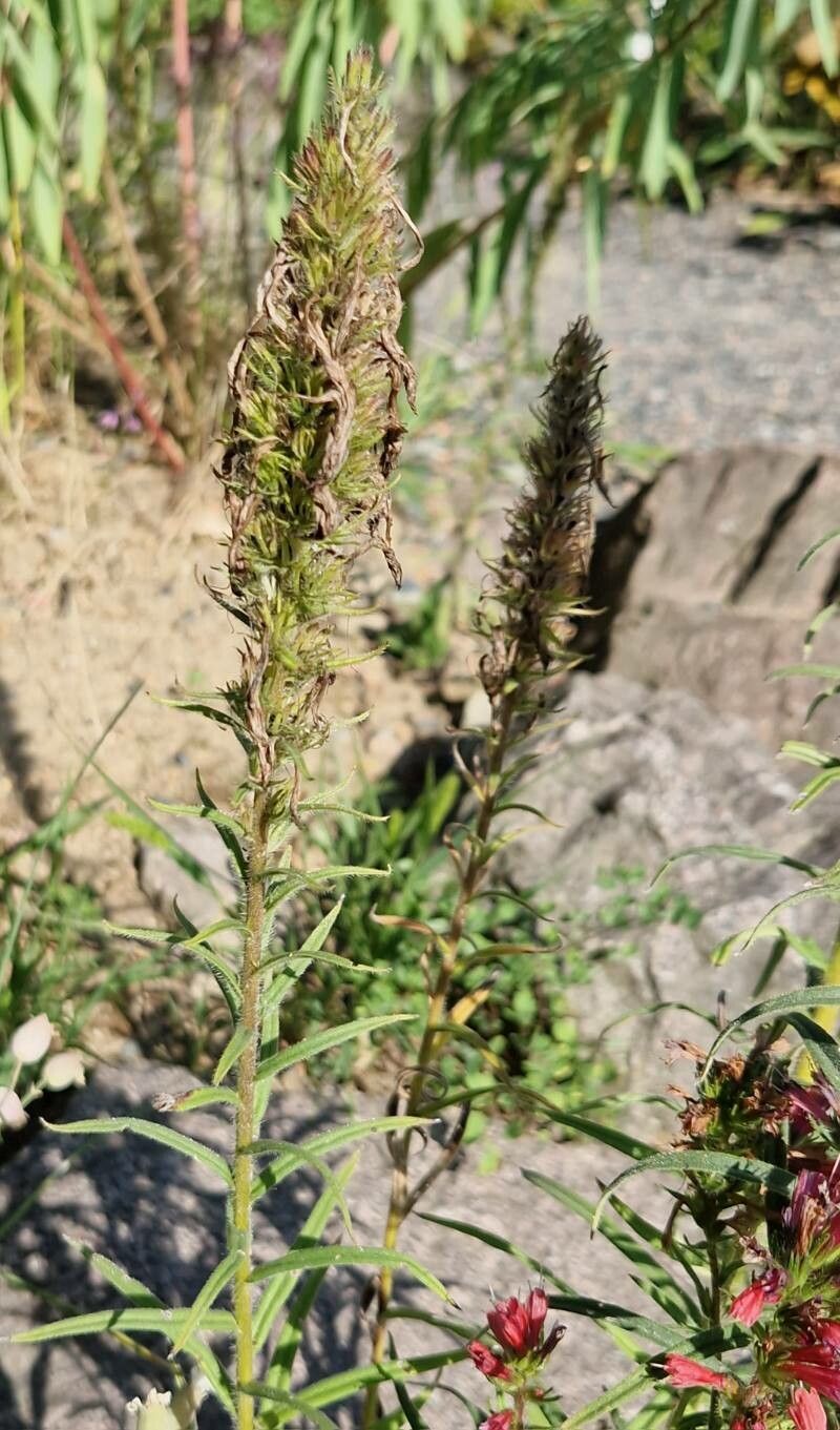 Echium creticum fruit
