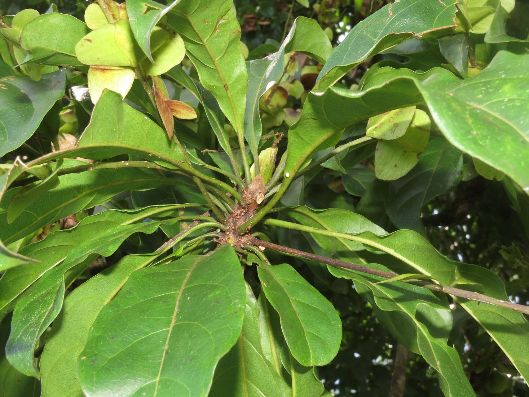 Terminalia bucidoides — search result for 'Terminalia'