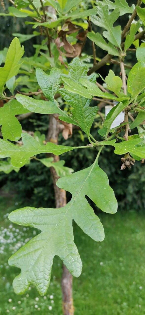 Quercus gambelii — search result for 'Fagaceae'