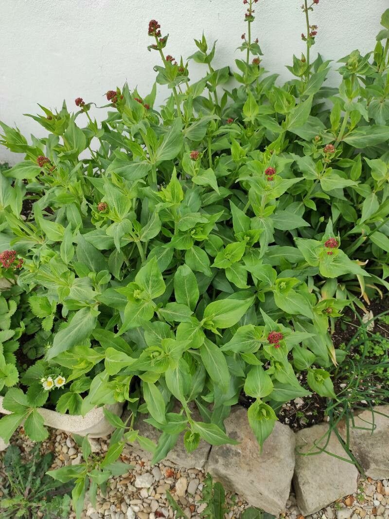 Valerianella x zoltanii leaf