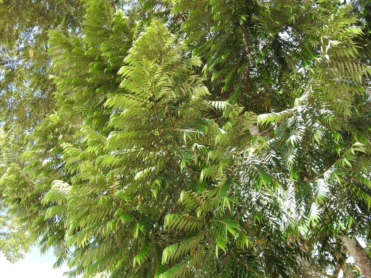 Xylopia discreta leaf