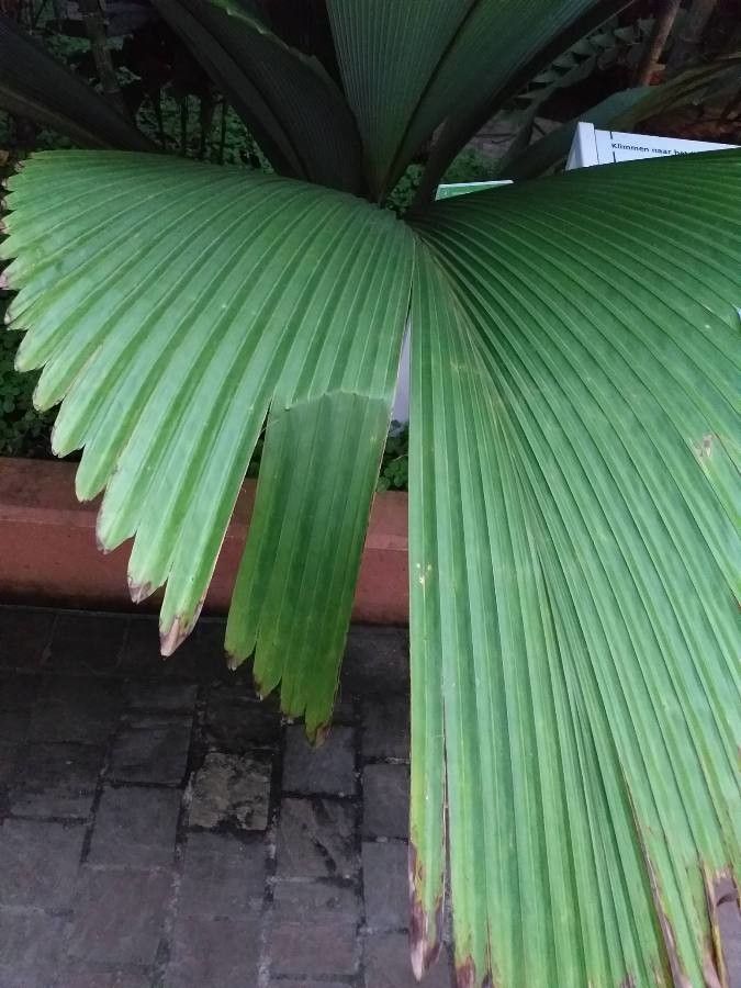 Johannesteijsmannia altifrons leaf