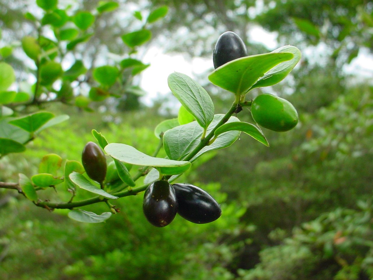 Carissa ovata — search result for 'Carissa'