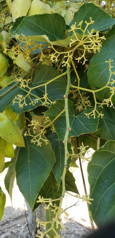 Firmiana simplex flower