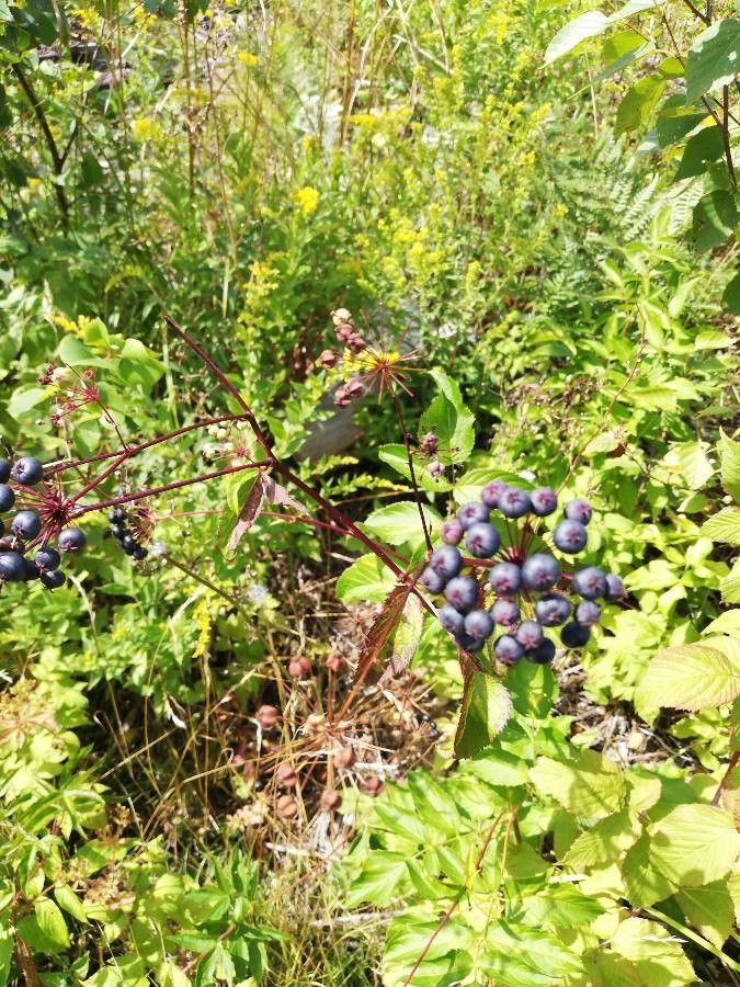 Aralia hispida fruit