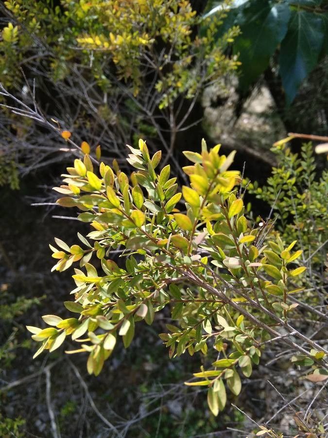 Melaleuca cheelii leaf
