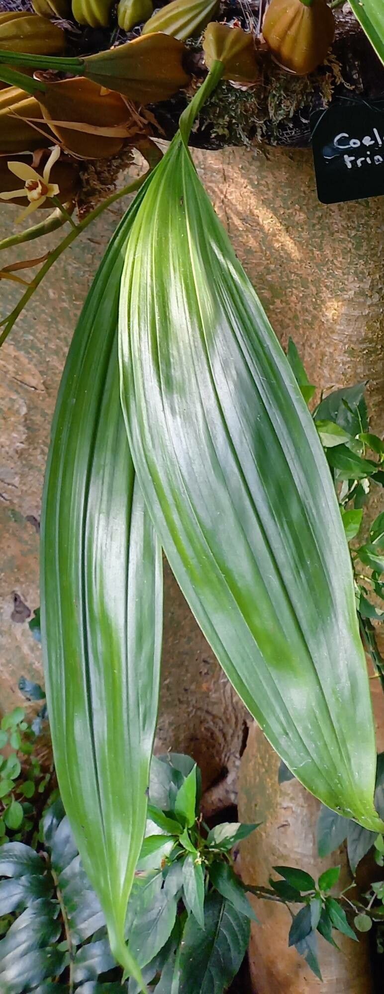 Coelogyne trinervis — houseplant care guide