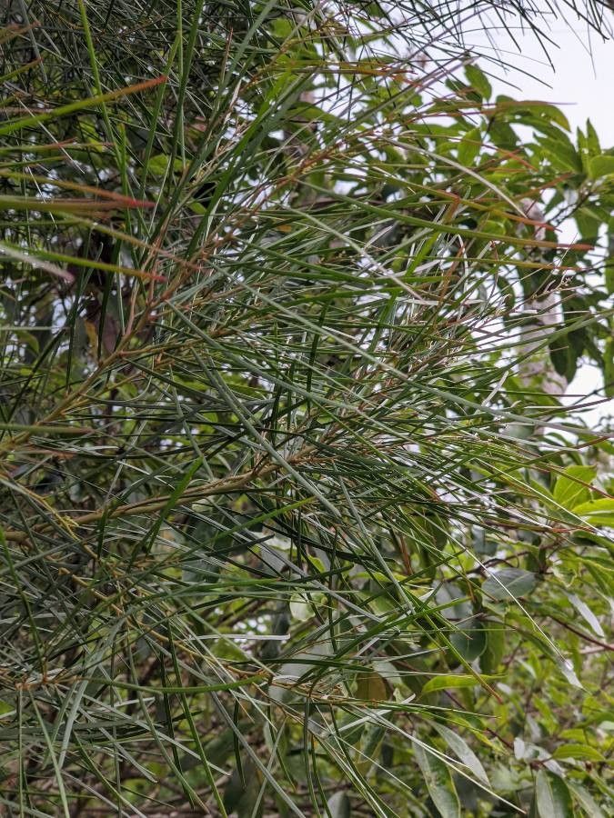 Acacia adunca — search result for 'Southern New South Wales'