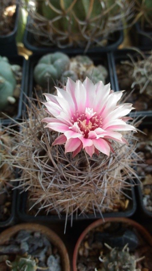 Eriosyce taltalensis flower