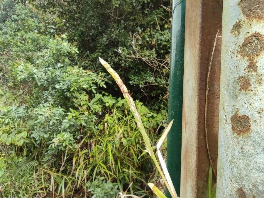 Stenotaphrum dimidiatum flower