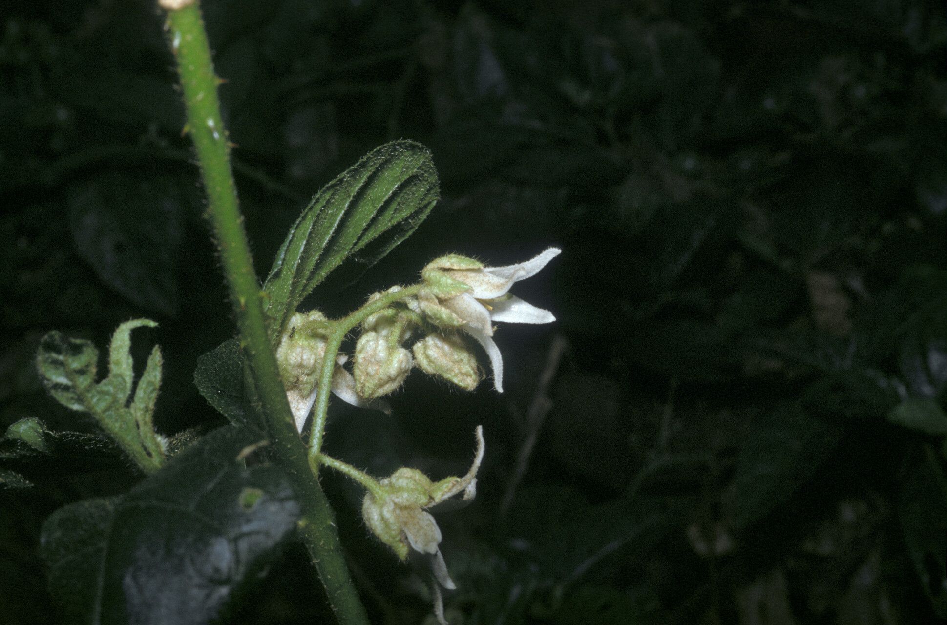Solanum leucopogon flower