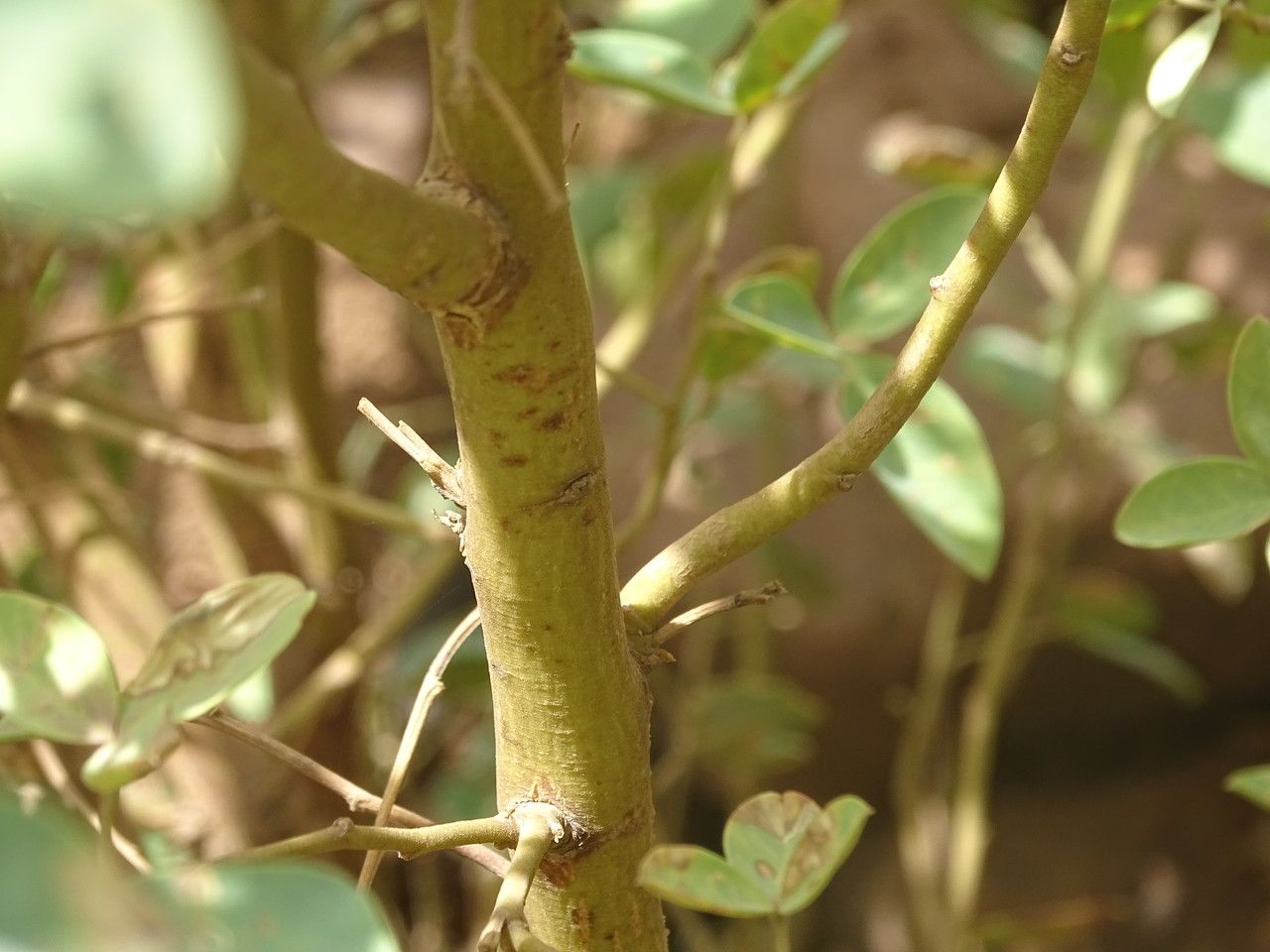 Adenocarpus cincinnatus bark