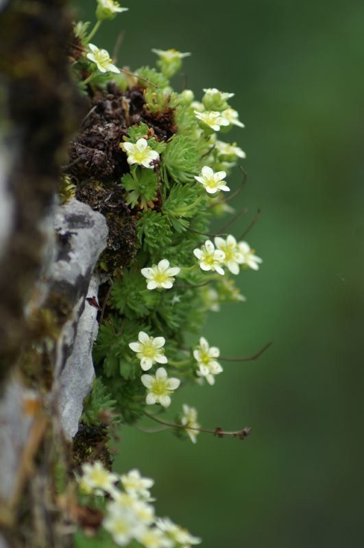 Saxifraga giziana habit