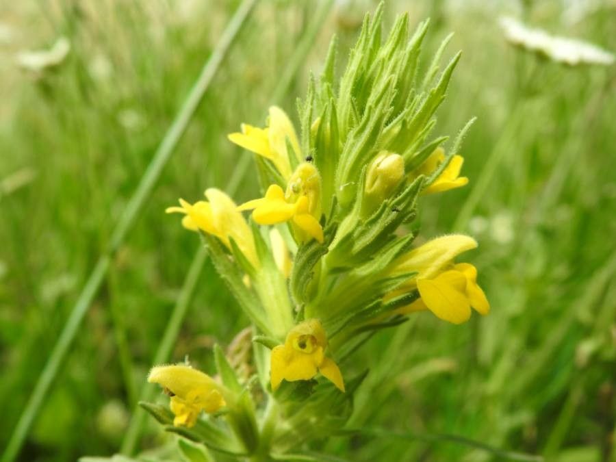 Parentucellia viscosa flower