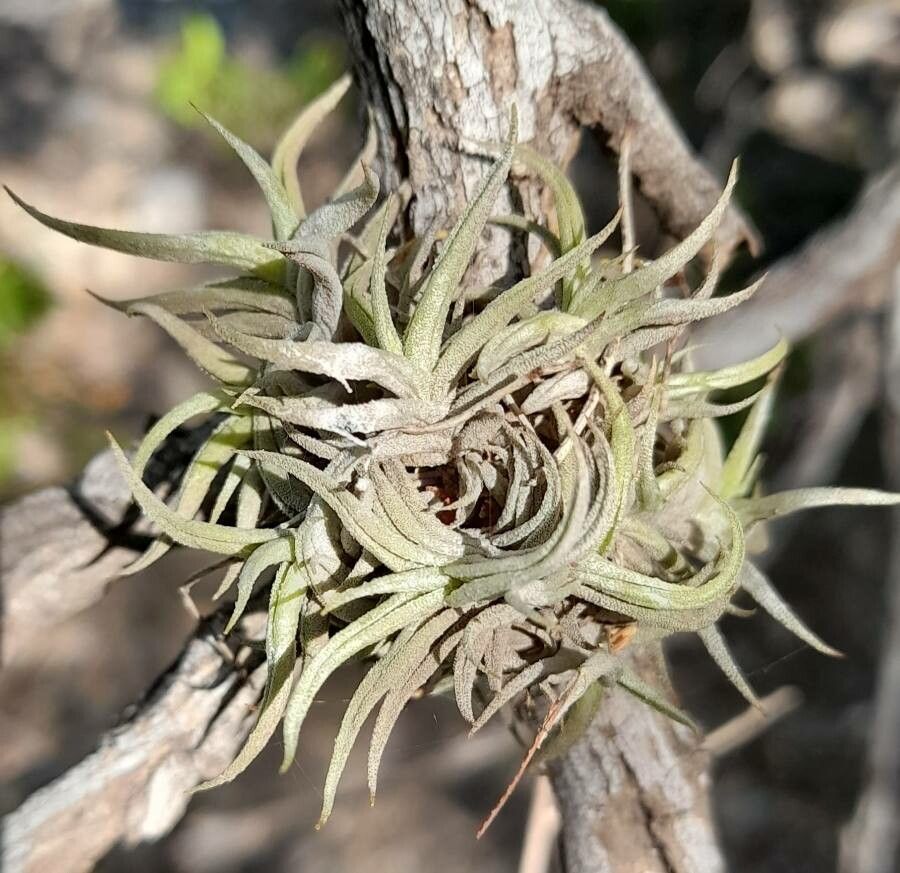 Tillandsia gilliesii habit