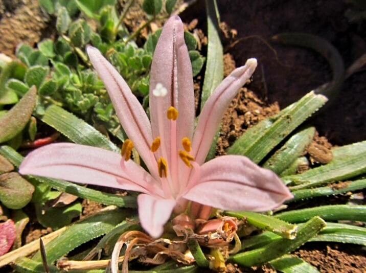 Asphodelus acaulis flower